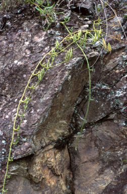 APII jpeg image of Lycopodium clavatum  © contact APII