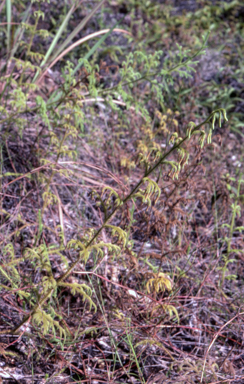 APII jpeg image of Lycopodium  cernum  © contact APII
