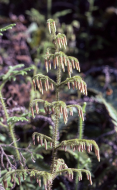 APII jpeg image of Lycopodium  cernum  © contact APII