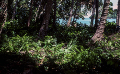APII jpeg image of Nephrolepis biserrata  © contact APII