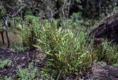 APII jpeg image of Drynaria sparsisora  © contact APII