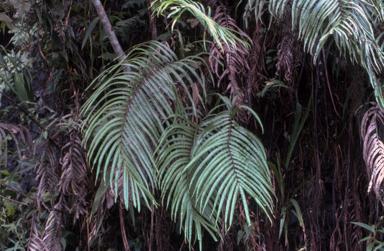 APII jpeg image of Pteris moluccana  © contact APII
