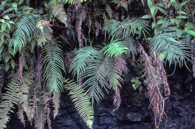 APII jpeg image of Pteris vittata  © contact APII