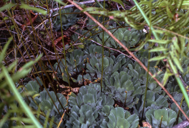 APII jpeg image of Cyclosorus interruptus,<br/>Pistia stratiotes  © contact APII