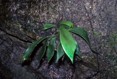 APII jpeg image of Antrophyum callifolium  © contact APII