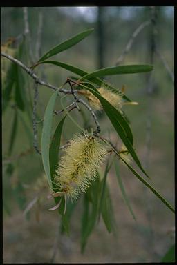 APII jpeg image of Melaleuca viridiflora  © contact APII