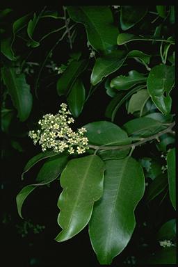 APII jpeg image of Geijera salicifolia  © contact APII