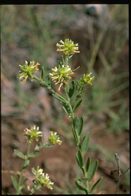 APII jpeg image of Pimelea confertiflora  © contact APII