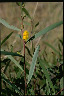 APII jpeg image of Acacia whitei  © contact APII