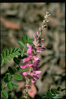 APII jpeg image of Indigofera pratensis  © contact APII