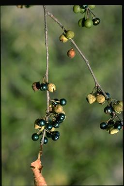 APII jpeg image of Margaritaria dubium-traceyi  © contact APII
