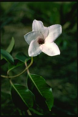 APII jpeg image of Cryptostegia grandiflora  © contact APII