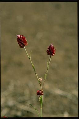 APII jpeg image of Ptilotus spicatus  © contact APII