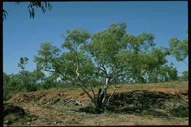 APII jpeg image of Eucalyptus leucophloia subsp. euroa  © contact APII