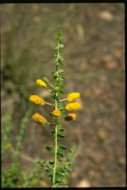 APII jpeg image of Acacia wickhamii subsp. wickhamii  © contact APII