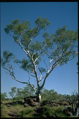 APII jpeg image of Corymbia aspera  © contact APII