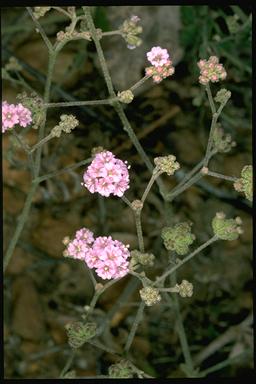 APII jpeg image of Boerhavia paludosa  © contact APII