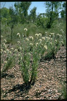 APII jpeg image of Ptilotus clementii  © contact APII