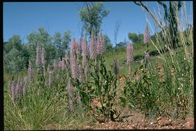 APII jpeg image of Ptilotus exaltatus  © contact APII