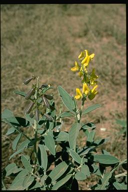 APII jpeg image of Crotalaria novae-hollandiae  © contact APII