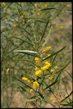 APII jpeg image of Acacia ancistrocarpa  © contact APII