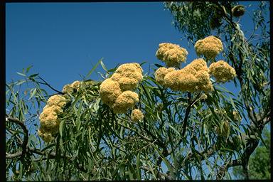 APII jpeg image of Corymbia polycarpa  © contact APII