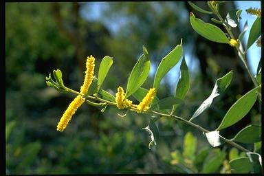 APII jpeg image of Acacia umbellata  © contact APII