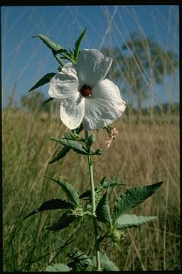 APII jpeg image of Hibiscus meraukensis  © contact APII