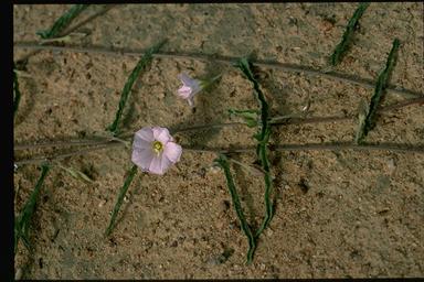 APII jpeg image of Convolvulus erubescens  © contact APII