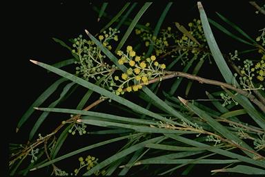 APII jpeg image of Acacia argyrodendron  © contact APII