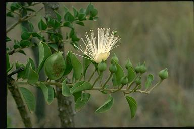 APII jpeg image of Capparis canescens  © contact APII