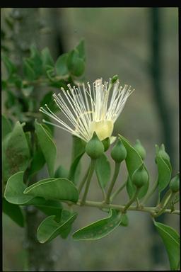 APII jpeg image of Capparis canescens  © contact APII