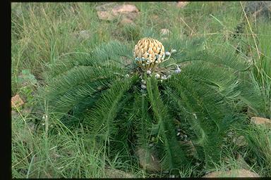 APII jpeg image of Cycas platyphylla  © contact APII