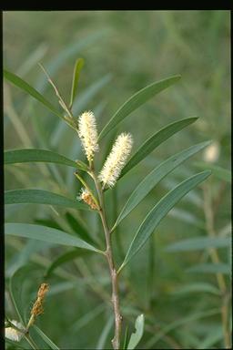 APII jpeg image of Acacia calyculata  © contact APII