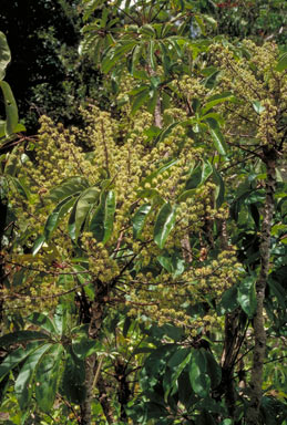 APII jpeg image of Schefflera bractescens  © contact APII