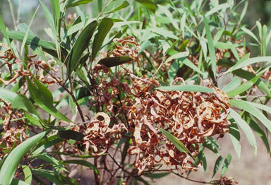 APII jpeg image of Acacia polystachya  © contact APII