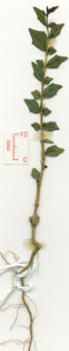 APII jpeg image of Graptophyllum spinigerum  © contact APII