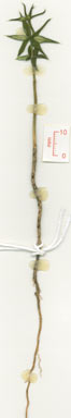 APII jpeg image of Alyxia ruscifolia  © contact APII