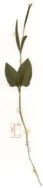 APII jpeg image of Wrightia saligna  © contact APII