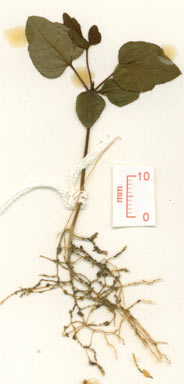 APII jpeg image of Motherwellia haplosciadea  © contact APII