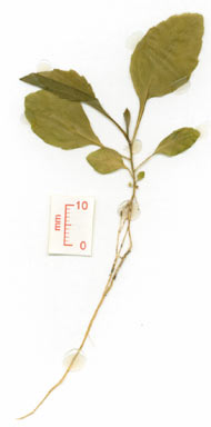 APII jpeg image of Eschenbachia leucantha  © contact APII