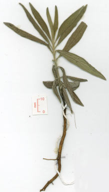 APII jpeg image of Trichodesma zeylanicum  © contact APII