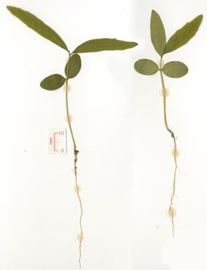 APII jpeg image of Denhamia pittosporoides subsp. angustifolia  © contact APII