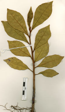 APII jpeg image of Terminalia arenicola  © contact APII