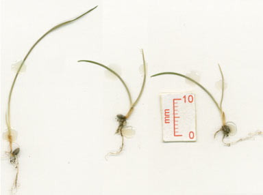 APII jpeg image of Carex horsfieldii  © contact APII