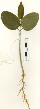 APII jpeg image of Fontainea picrosperma  © contact APII
