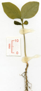 APII jpeg image of Breynia macrantha  © contact APII