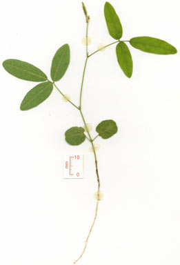 APII jpeg image of Galactia tenuiflora  © contact APII