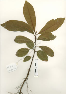 APII jpeg image of Beilschmiedia obtusifolia  © contact APII