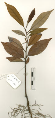 APII jpeg image of Endiandra dichrophylla  © contact APII